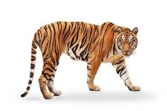 a large tiger walking across a white background