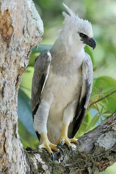 a bird perched on top of a tree branch