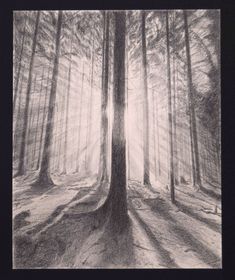 a pencil drawing of a tree in the middle of a forest with light coming through it