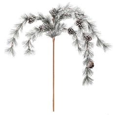 a pine tree with cones and needles on it's branches, in front of a white background