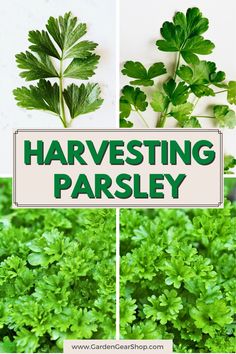 the words harvesting parsley are shown in three different pictures, and there is an image of