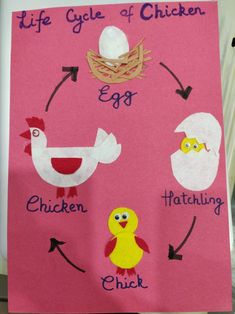 the life cycle of an egg and chicken on a pink paper with words written in it