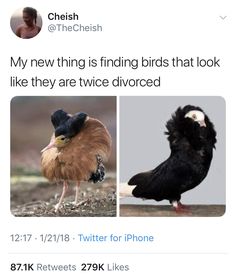 two different types of birds with caption that reads, my new thing is finding birds that look like they are twice divored