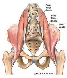 the muscles are shown in this diagram