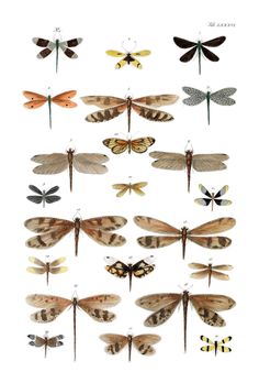 a group of different types of moths