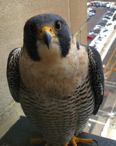 a bird sitting on top of a window sill next to a parking lot filled with cars