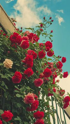 red and white roses are growing on the side of a building with blue skies in the background