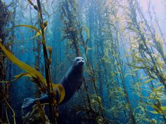 an underwater scene with seaweed and seal in the foreground