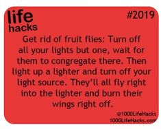 1000 Lifehacks, 1000 Life Hacks, Fruit Flies, Making Life Easier, Diy Life Hacks, Diy Life, The More You Know, What’s Going On