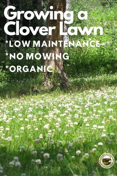 the cover of growing a clover lawn low maintenance no mowing organic