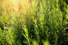 some green plants with the sun shining in the background