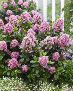 purple flowers are blooming in the garden next to white picket posts and bushes with green leaves