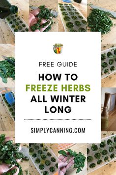 fresh herbs are growing in trays with text overlay that reads, free guide how to freeze herbs all winter long