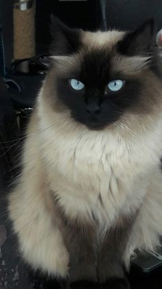 a black and white cat with blue eyes sitting on a desk