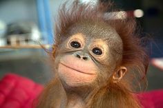 an orangutan monkey with long hair and big eyes