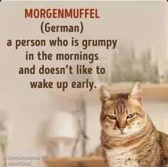 a cat sitting on top of a wooden table next to a sign that says, morgemuffel german