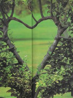 a heart shaped tree in the middle of a field