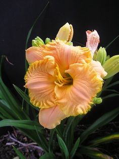 an orange flower with green leaves in front of a black background