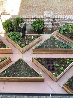 several raised garden beds with plants growing in them