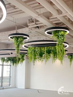 an office with plants hanging from the ceiling