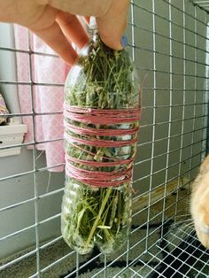 a person holding a jar filled with green leaves next to a cat in a cage