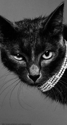 a black and white photo of a cat wearing a collar with pearls on it's neck