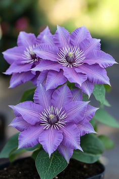 Clematis Flower Aesthetic Serene Garden, Garden Aesthetic, Charming Garden