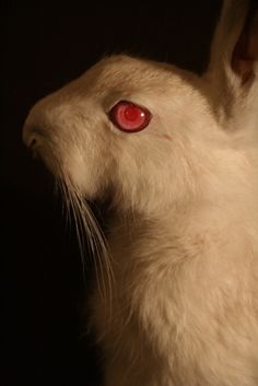 a white rabbit with red eyes in the dark