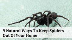 a spider sitting on top of a bed with the words 9 natural ways to keep spiders out of your home