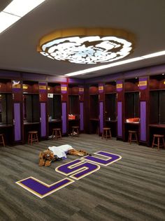 an empty locker room with purple and gold decorations on the floor, two teddy bears laying on the floor in front of them