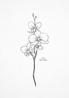 a black and white drawing of a flower on a sheet of paper with the words orchids written below it