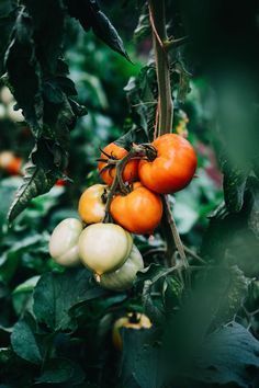 tomatoes growing on the vine in an outdoor garden