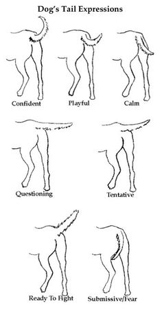 dog's tail expressions are shown in black and white, with the words dogs tail expressions