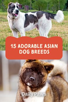 From the Akita to the Shiba Inu, these 15 asian dog breeds are diverse and you'll love them all. #breeds #petbreeds #breedroundup #catbreeds #kittenbreeds #dogbreeds #bestcatbreeds #bestdogbreeds Asian Dog Breeds, Asian Dogs, Japanese Dog Breeds, Best Cat Breeds, Kitten Breeds, Black Russian Terrier, Hairless Dog, Japanese Spitz, Tibetan Spaniel