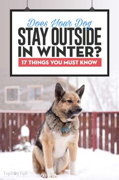 a german shepherd sitting in the snow under a sign that says, does your dog stay outside in winter? 17 things you must know