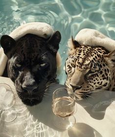 two black and white leopards in the water with wine glasses next to each other