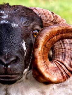 a close up of a sheep with large horns