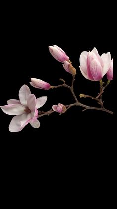 pink flowers are blooming on a branch against a black background with space for text