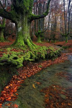 mossy trees and leaves cover the ground near a stream