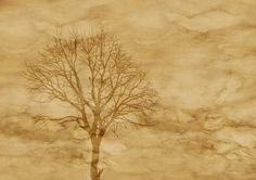 a tree with no leaves is shown against a cloudy sky