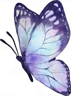 a watercolor painting of a purple butterfly with white wings and black tips on its wings