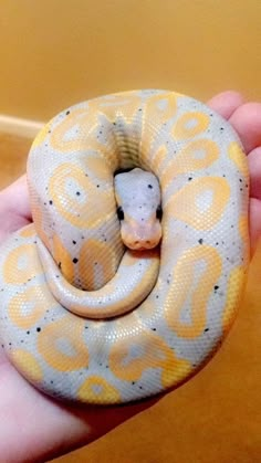 a hand holding a yellow and white snake