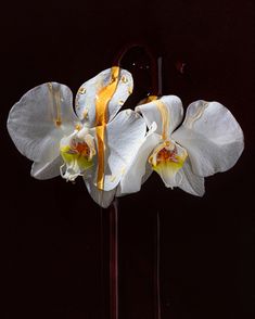 two white flowers with yellow stamens on a black background in front of a mirror