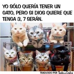 a group of cats sitting on top of each other in front of a sign that says, yo solo queria tener un gato, pero si dios que que que que que que que que que que que que que