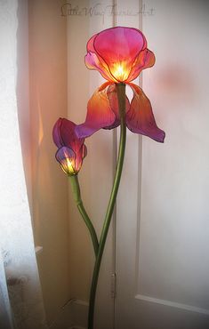 two pink flowers are lit up by a light on the wall behind them is a white door