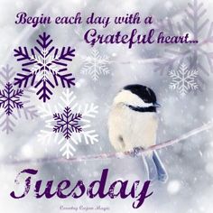 a black and white bird sitting on a branch with snowflakes in the background