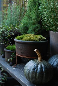 a potted plant sitting on top of a wooden shelf next to other pots filled with plants