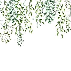 green leaves are hanging from the branches on a white background, with space for text