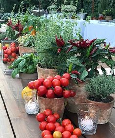 many potted plants on a wooden table