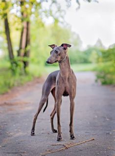 Italian Greyhound Miniature Italian Greyhound, Miniature Greyhound, Loyal Dog Breeds, Italian Greyhound Dog, Every Dog Breed, Tiny Dog, Greyhound Dog